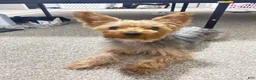 Yorkiepoo dogs for sale: Yorkiepoo 1 - Ad 2