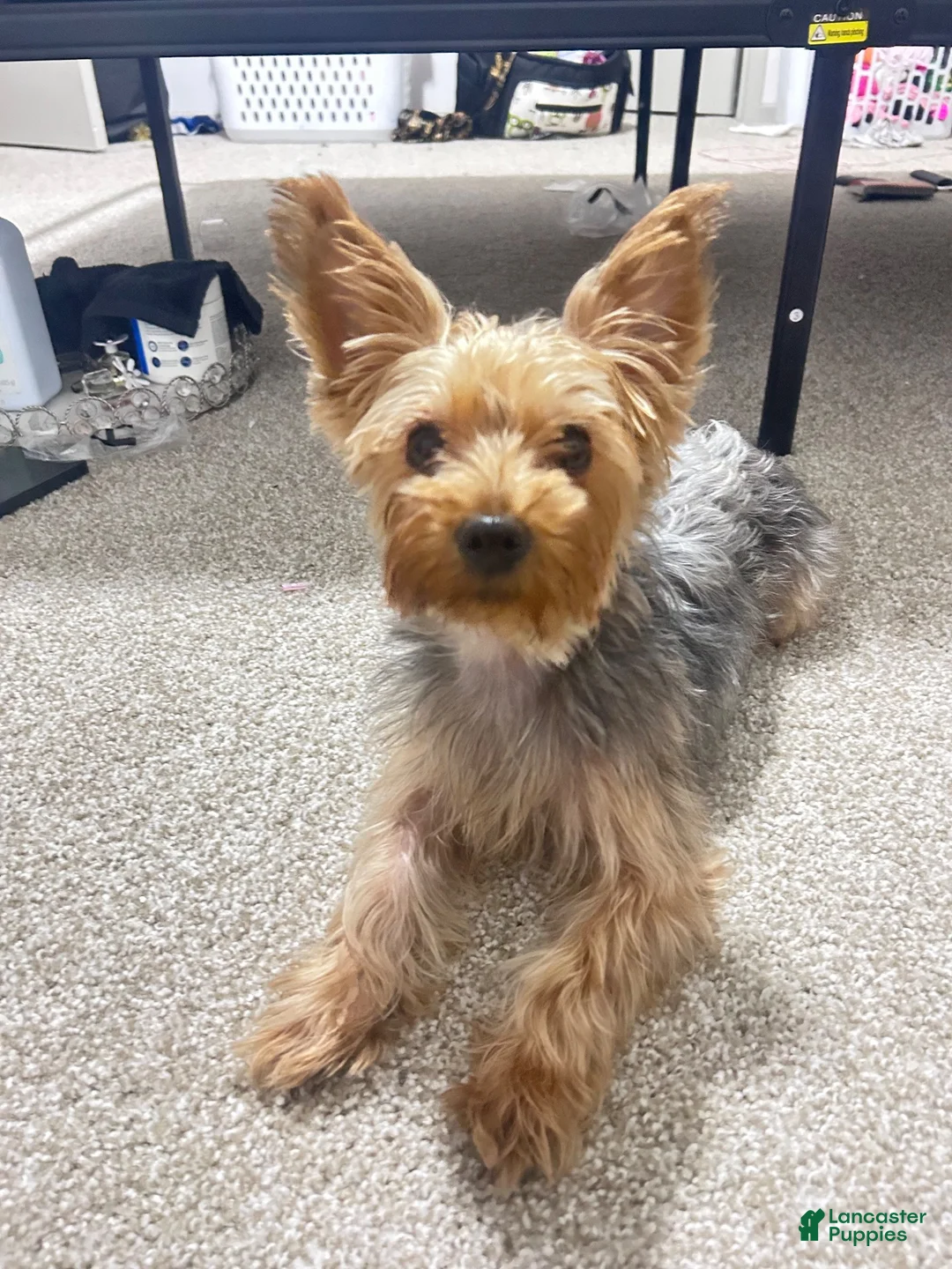 Yorkiepoo dogs for sale: Yorkiepoo 1 - Ad 2