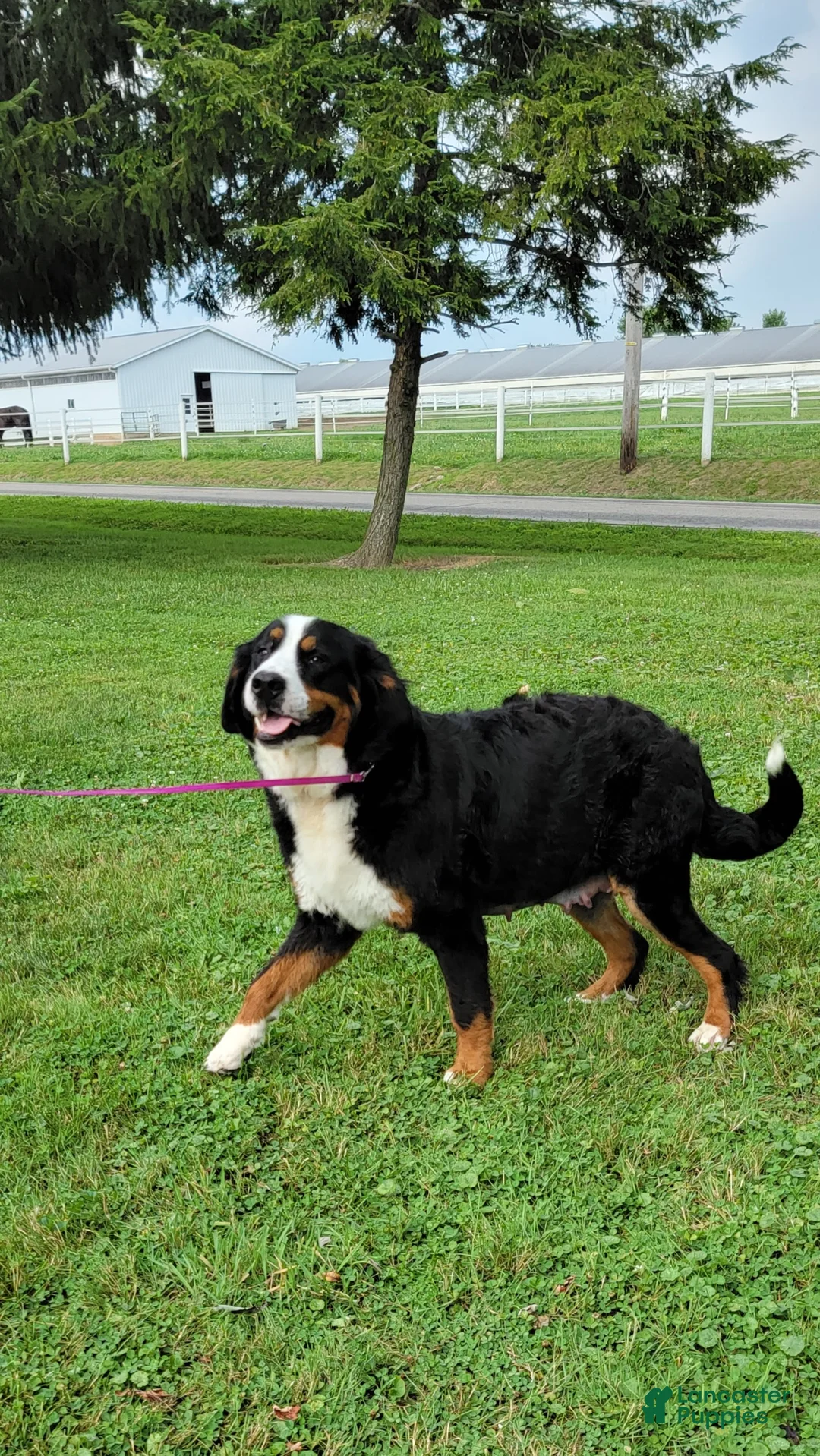 Bernese Mountain Dog dogs for sale: Buddy - Ad 10