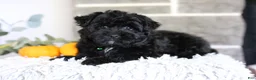 Yorkiepoo dogs for sale: Pixie - Ad 6