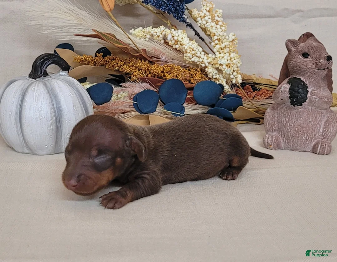 Miniature Dachshund dogs for sale: AKC Herman purebred Miniature Dachshund  - Ad 1