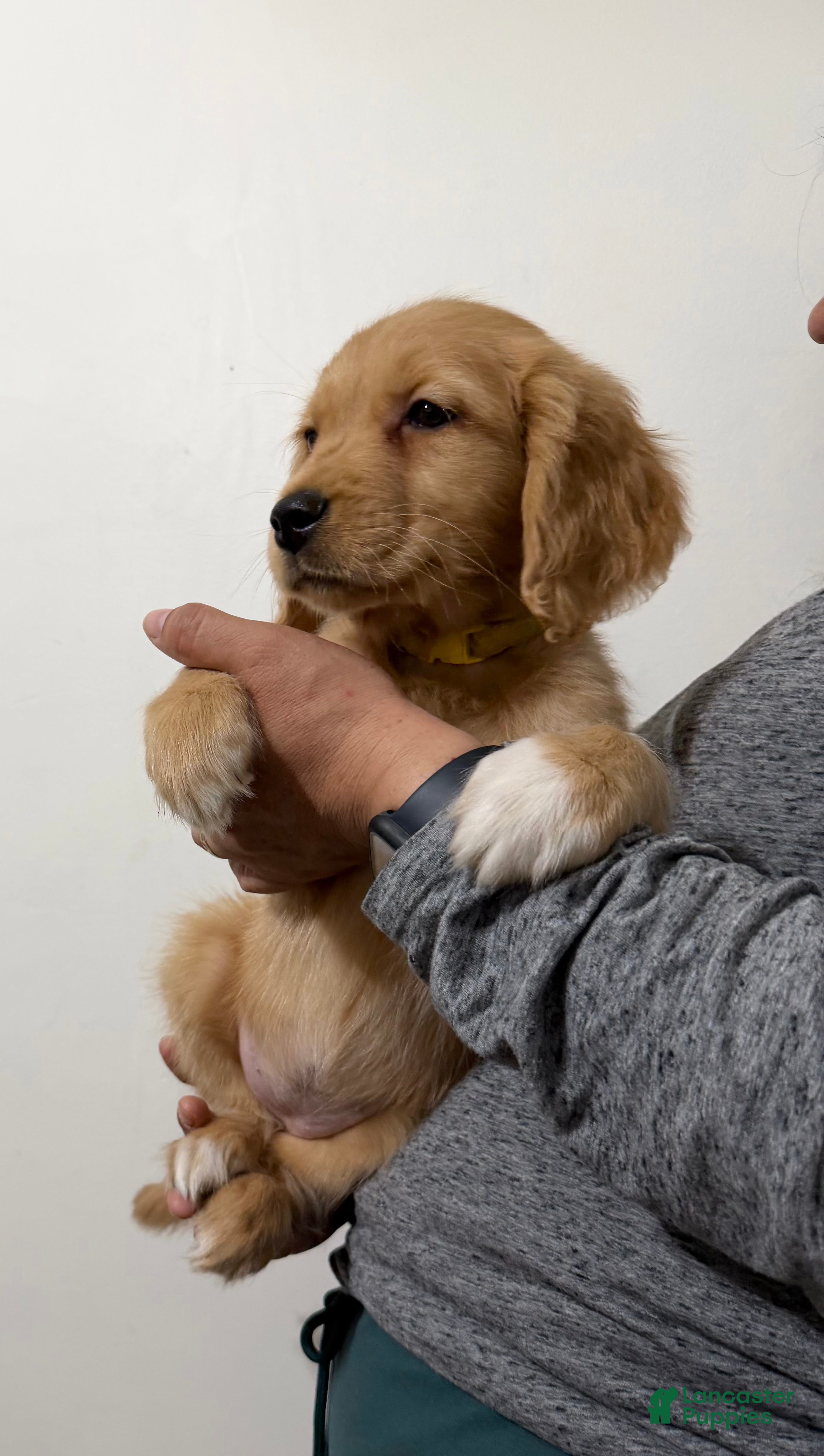 Golden Retriever dogs Zoey - Ad 2