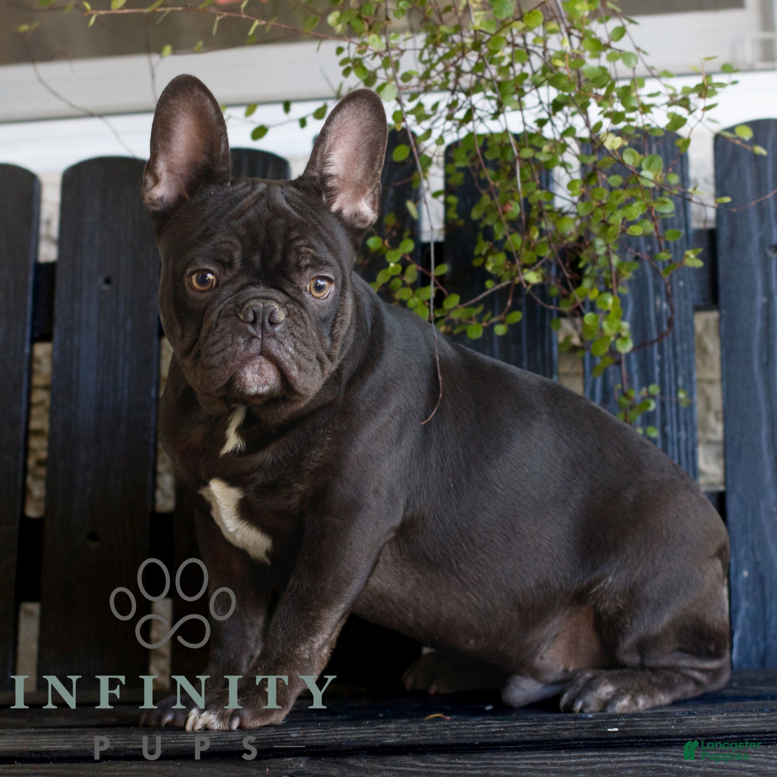 French Bulldog dogs for sale: Caleb  - Ad 1