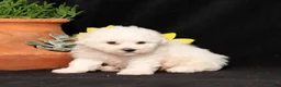 Bichon Frise dogs for sale: Snickerdoodle - Ad 5