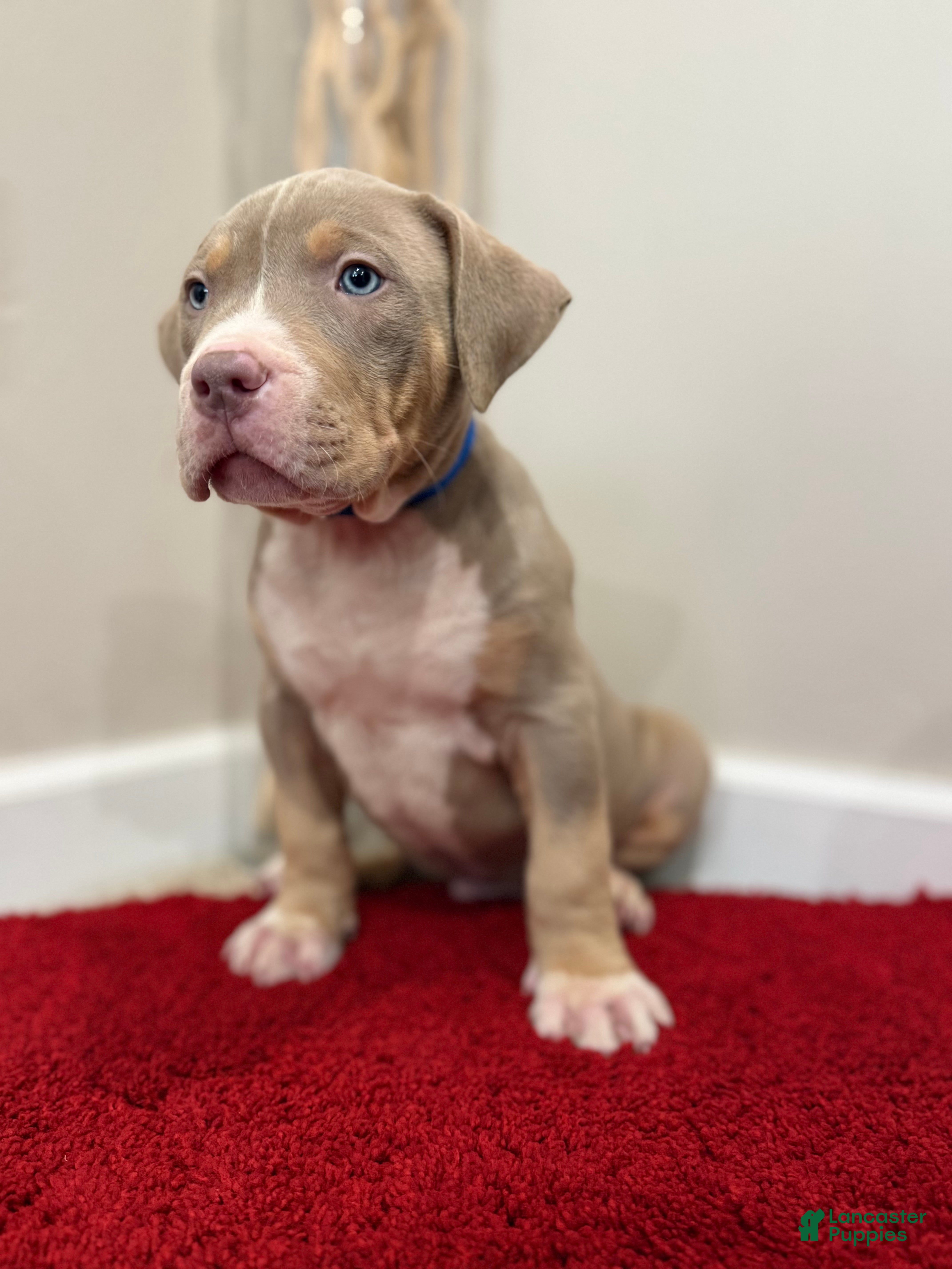 American Bully dogs American Bully Puppy 6 - Ad 37