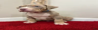 American Bully Puppy 6