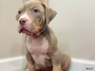 American Bully dogs American Bully Puppy 6 - Ad 37