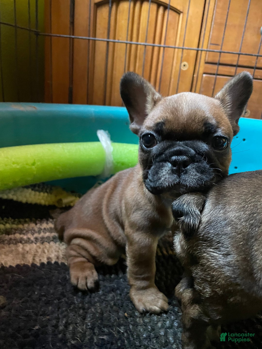 French Bulldog dogs for sale: chase  - Ad 3