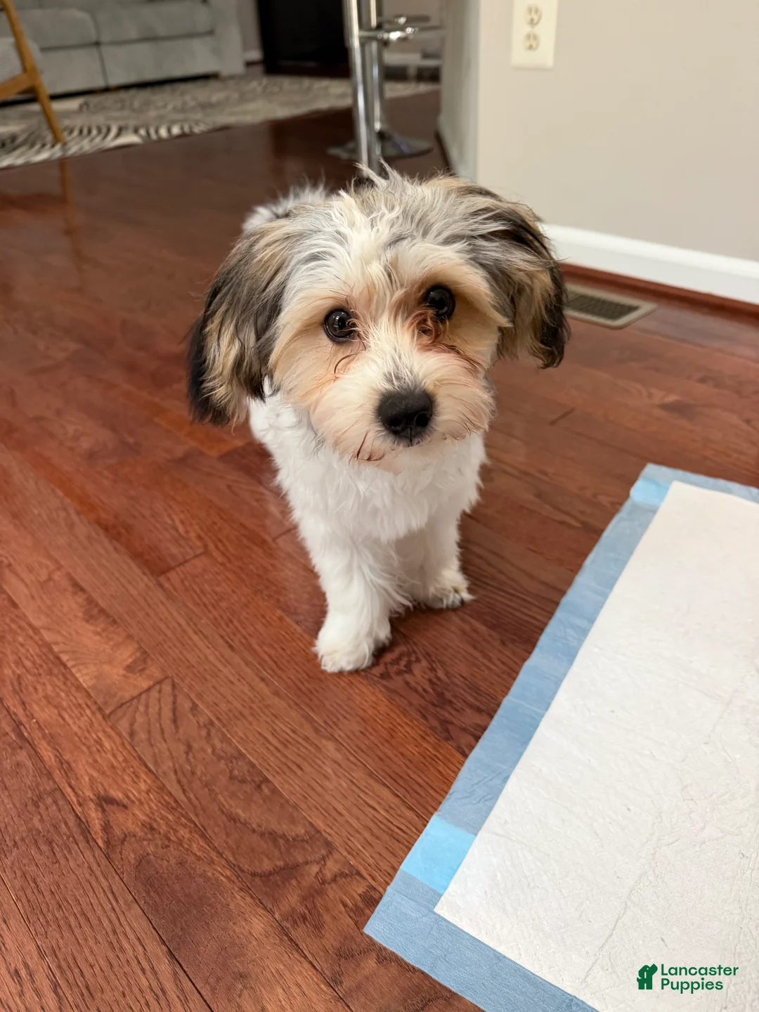 Morkie dogs for sale: Morkie Puppy 2 - Ad 2