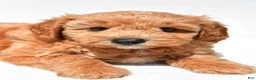 Mini Goldendoodle dogs for sale: Klohe - Ad 5