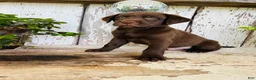 Labrador Retriever dogs for sale: Cooper - Ad 3