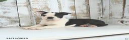 Boston Terrier dogs for sale: Naveen - Ad 4