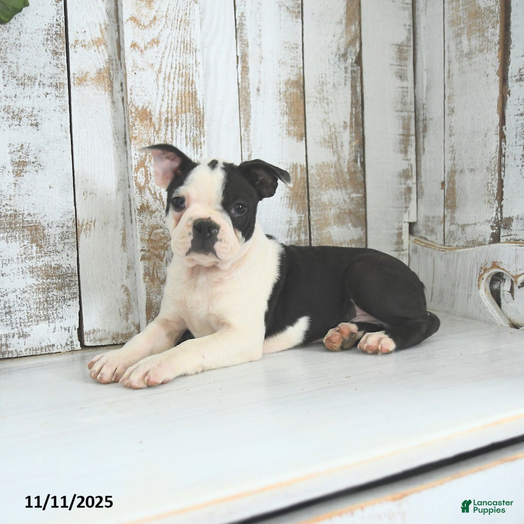 Boston Terrier dogs for sale: Naveen - Ad 4