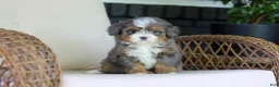 Mini Bernedoodle dogs for sale: Sadie - Ad 3