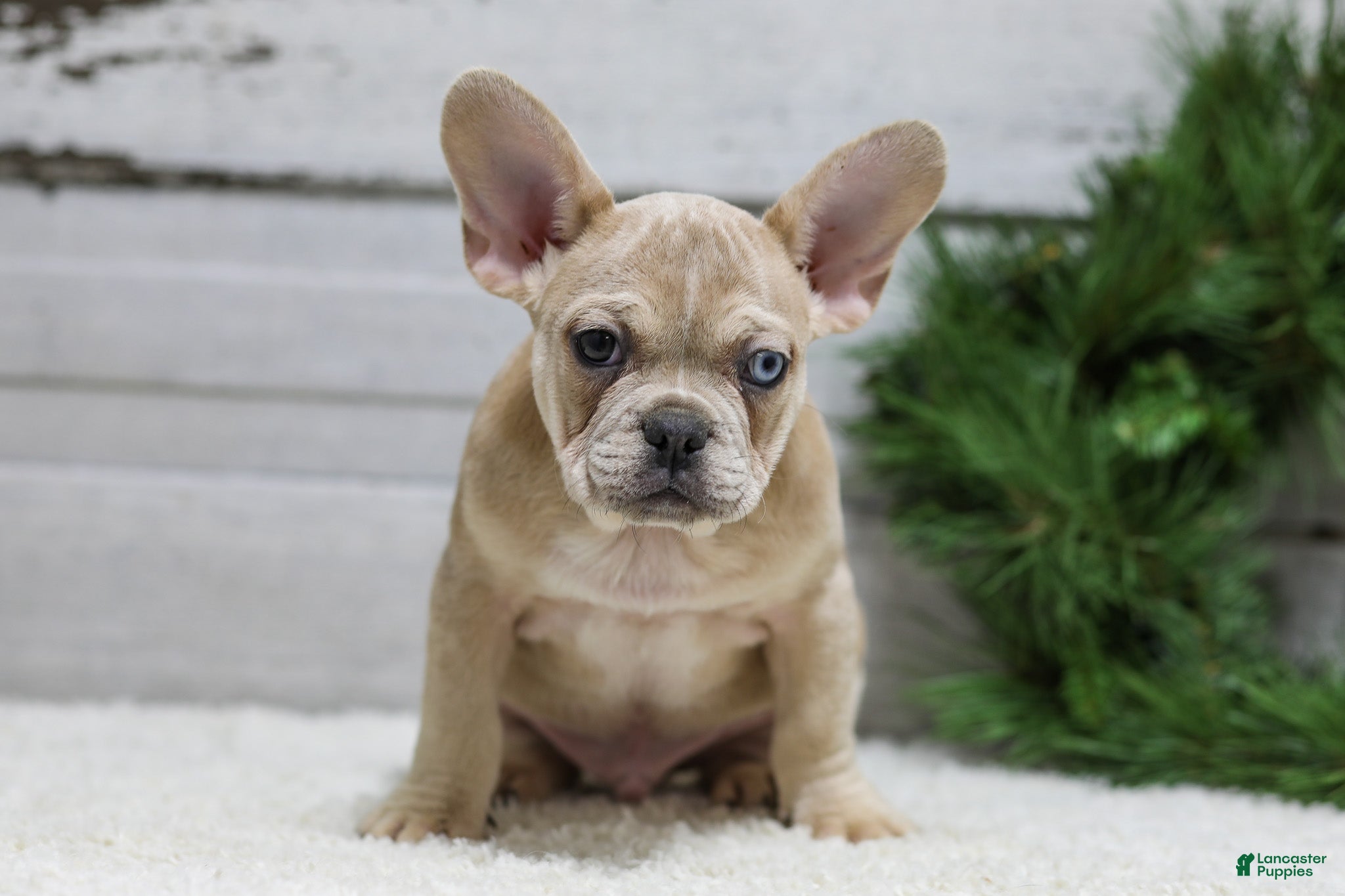French Bulldog dogs Chase - Ad 6