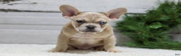 French Bulldog dogs for sale: Chase - Ad 1