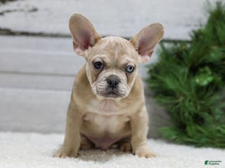 French Bulldog dogs Chase - Ad 16