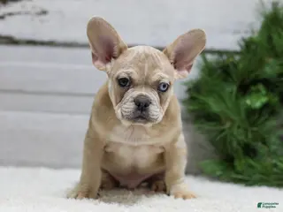 French Bulldog dogs Chase - Ad 9