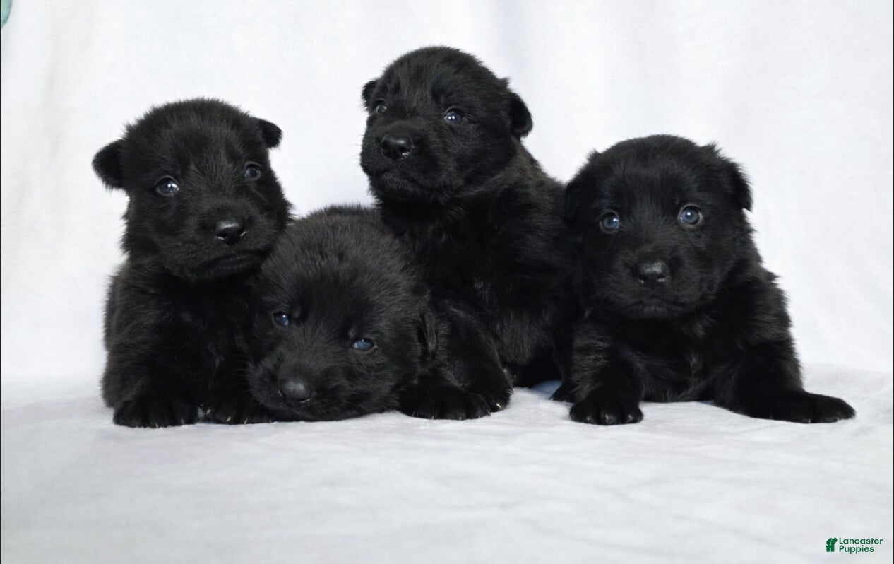 German Shepherd dogs German Shepherd Puppy 1 - Ad 33