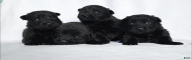 German Shepherd Puppy 1