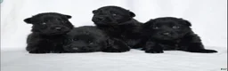 German Shepherd dogs for sale: German Shepherd Puppy 1 - Ad 1