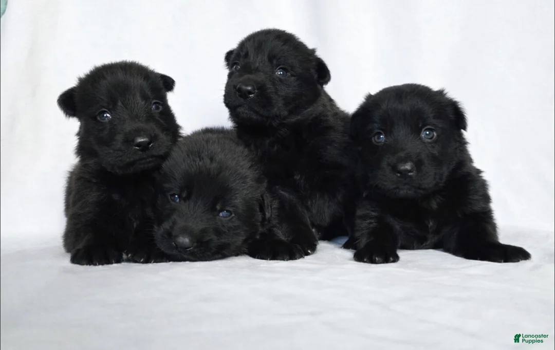German Shepherd dogs for sale: German Shepherd Puppy 1 - Ad 1