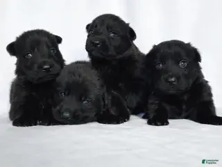 German Shepherd dogs German Shepherd Puppy 1 - Ad 33