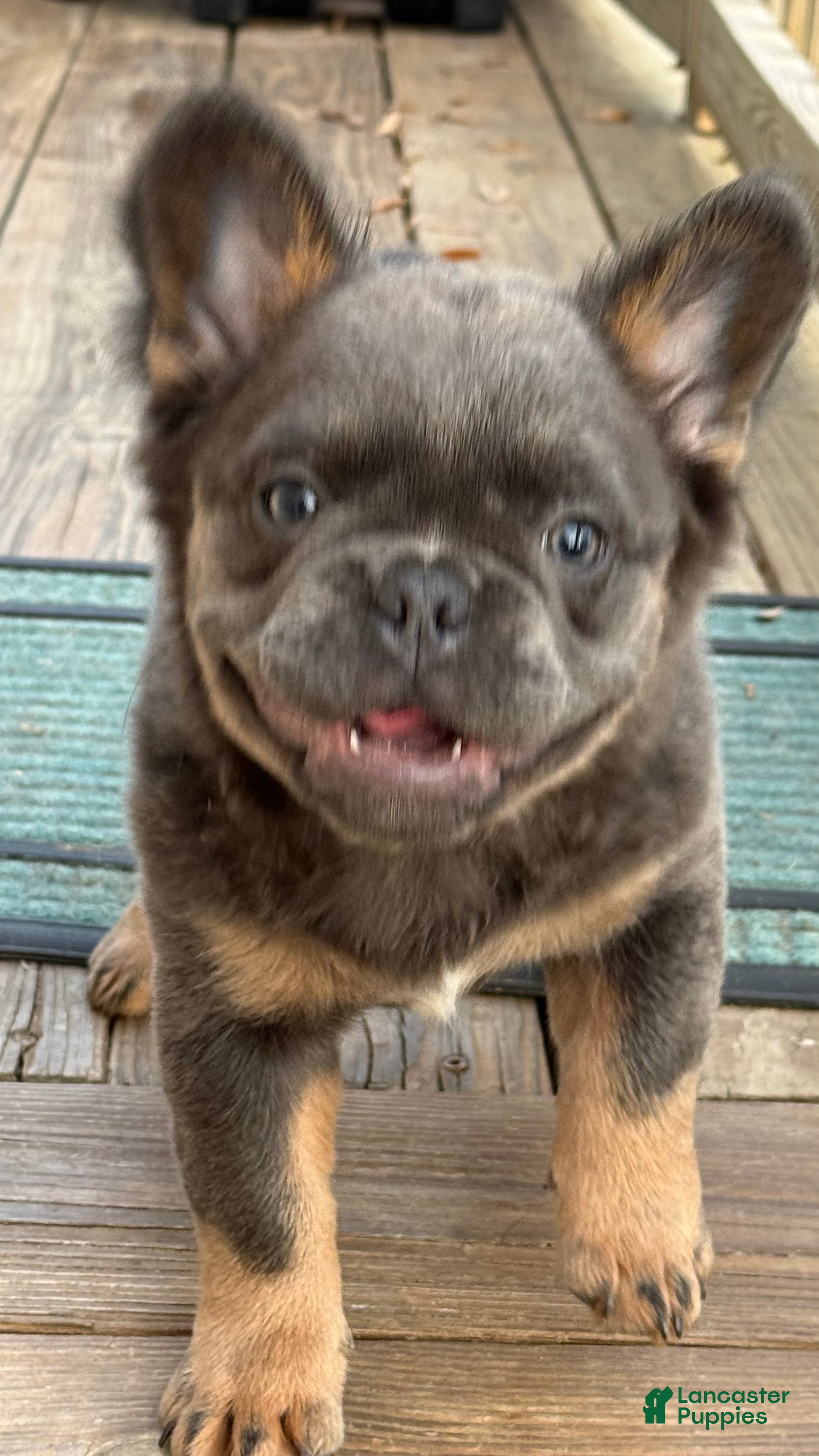 French Bulldog dogs for sale: Six FEMALE  - Ad 2