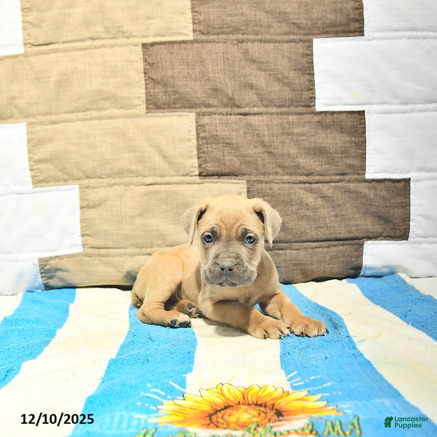 Cane Corso dogs Samson - Ad 10