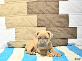 Cane Corso dogs Samson - Ad 5