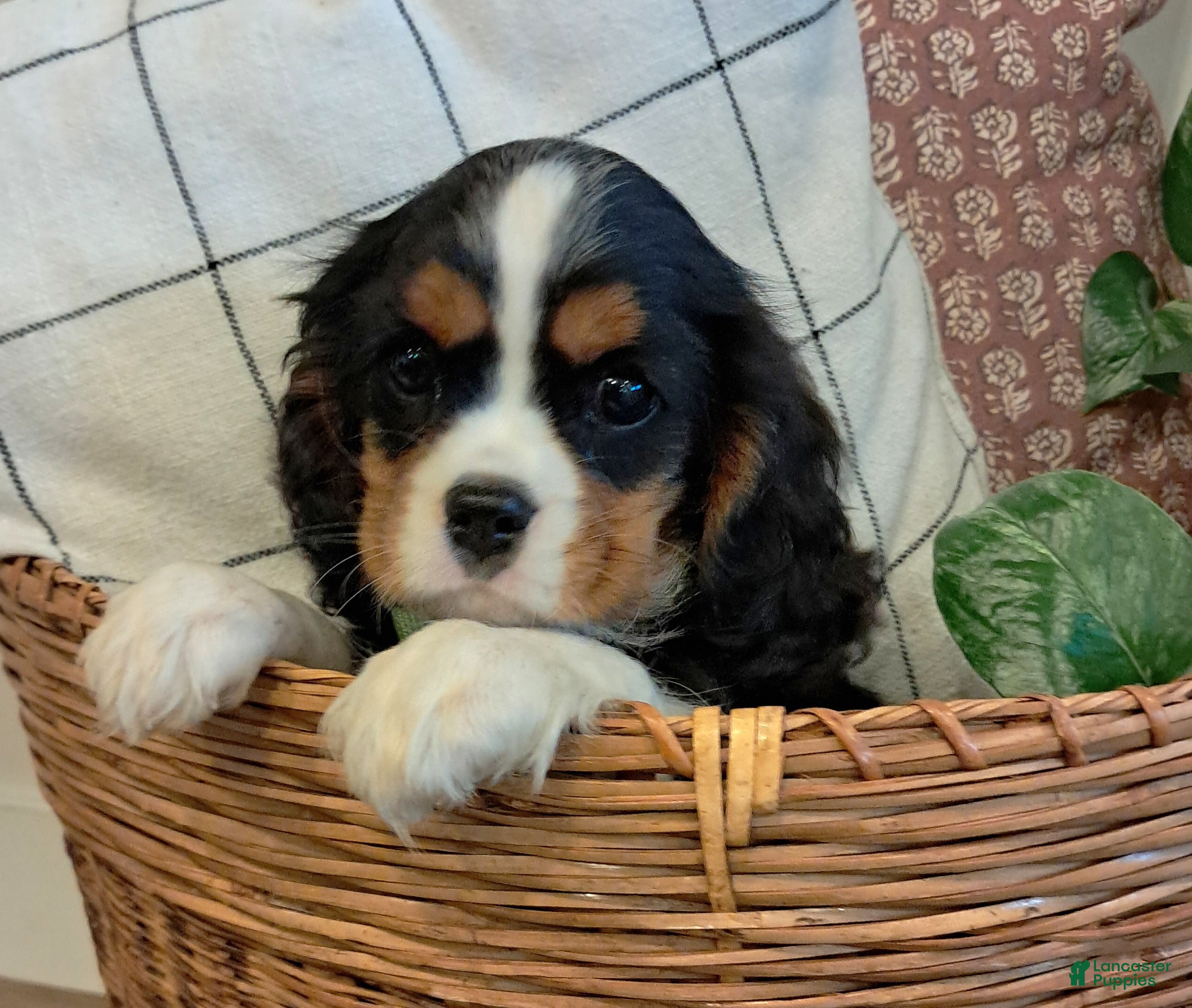 Cavalier King Charles Spaniel dogs Duke - Ad 1