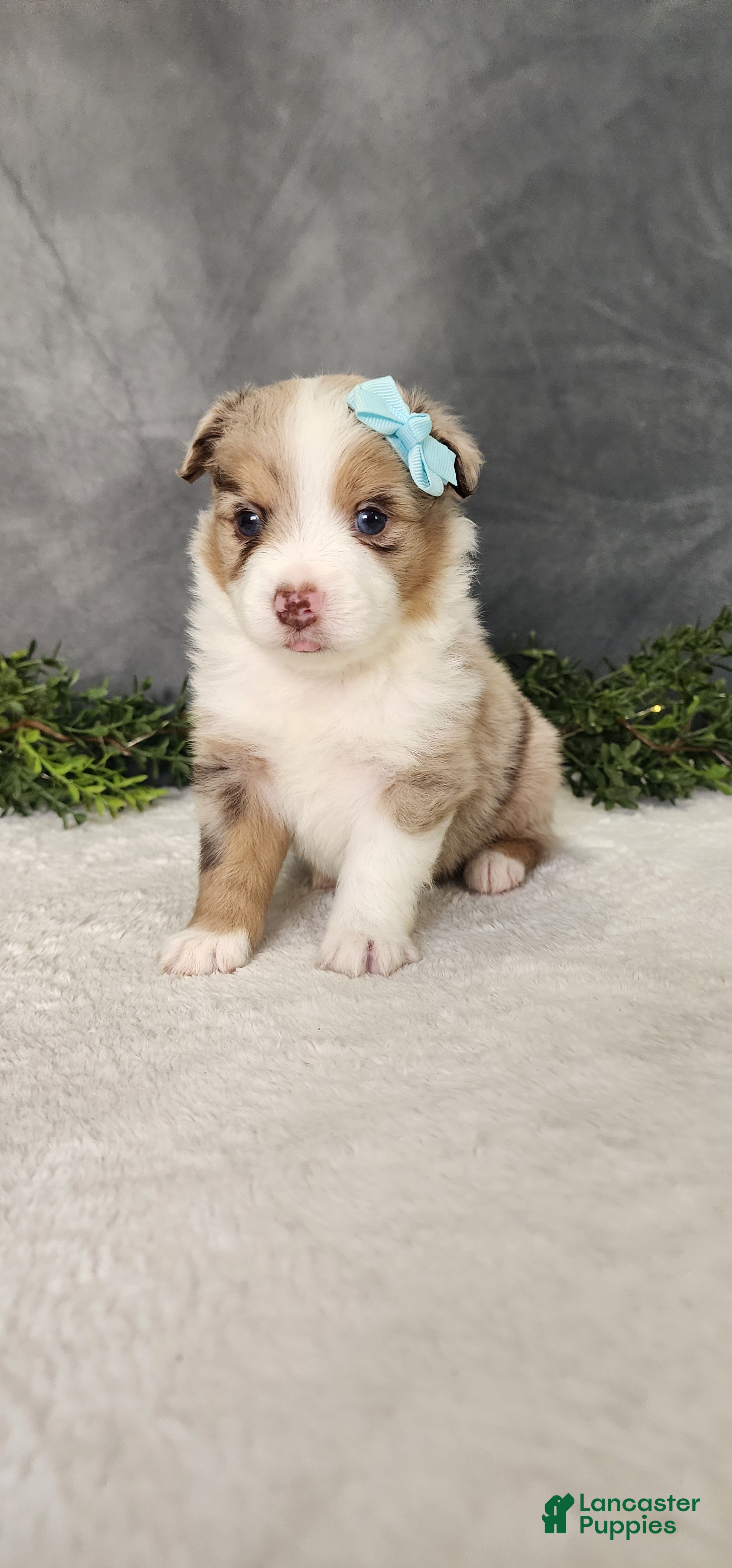 Miniature Australian Shepherd dogs Charlie  - Ad 2
