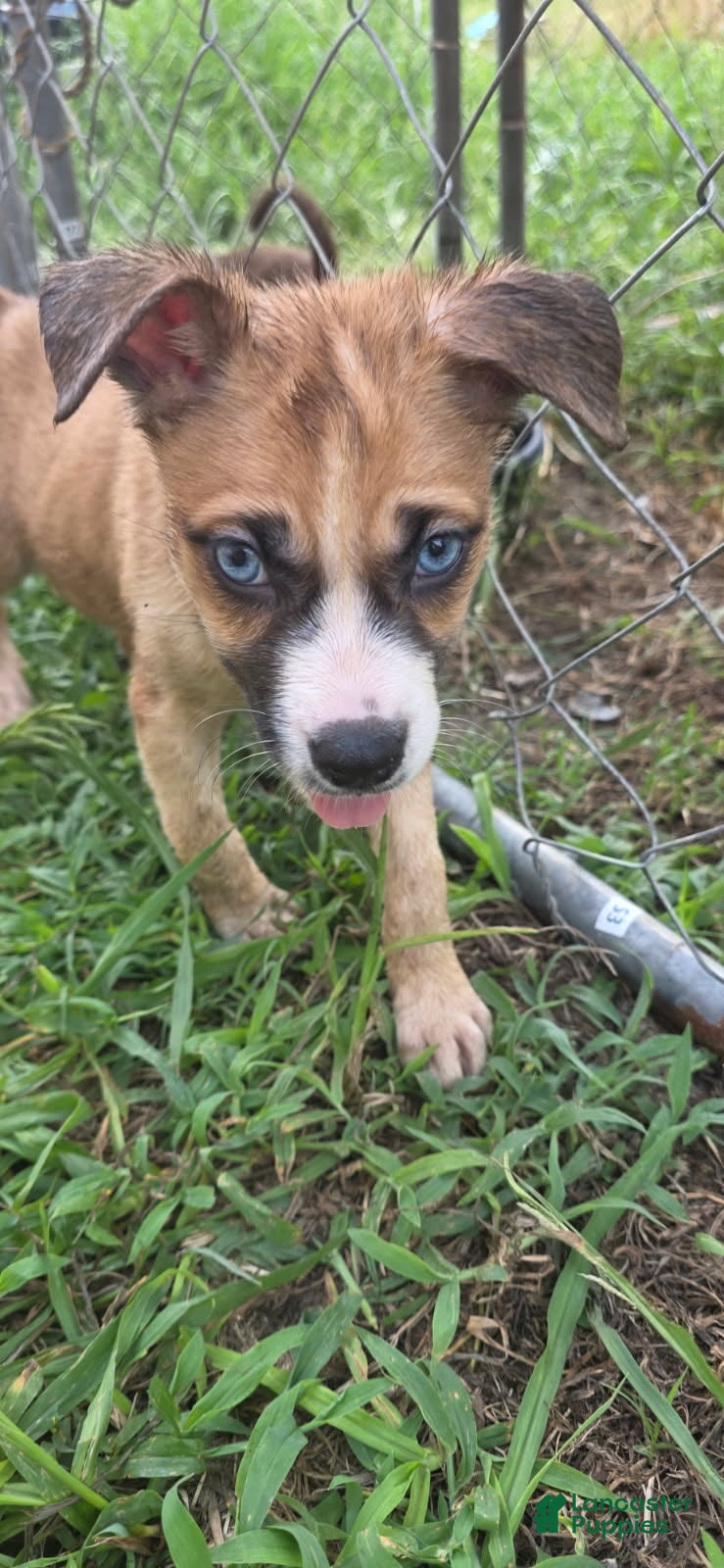 Pitsky dogs for sale: Blue - Ad 1