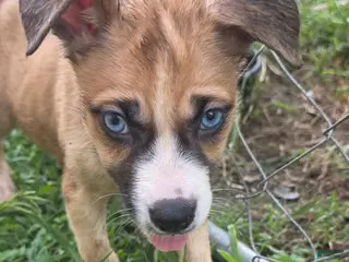 Pitsky dogs Blue - Ad 3