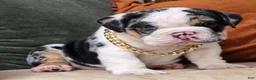 English Bulldog dogs for sale: Bubbles - Ad 7
