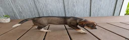 Mixed Breed dogs for sale: Pansy - Ad 3