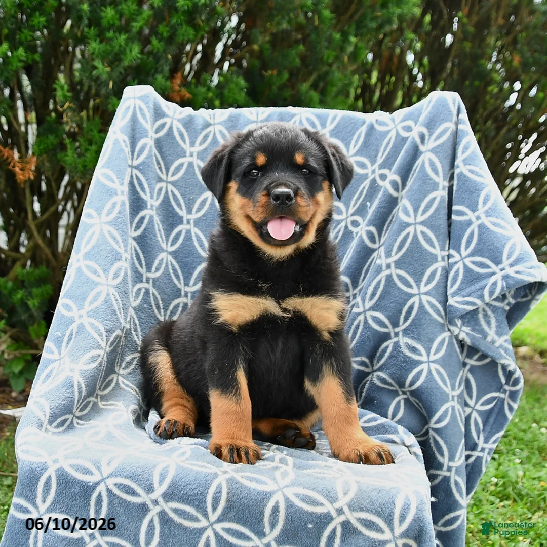 Rottweiler dogs for sale: Millie - Ad 1