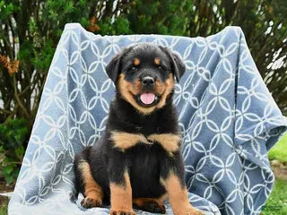 Rottweiler dogs for sale: Millie - Ad 1