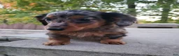 Miniature Dachshund dogs for sale: Dax - Ad 7