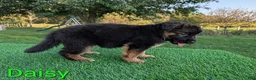 German Shepherd dogs for sale: Daisy - Ad 3