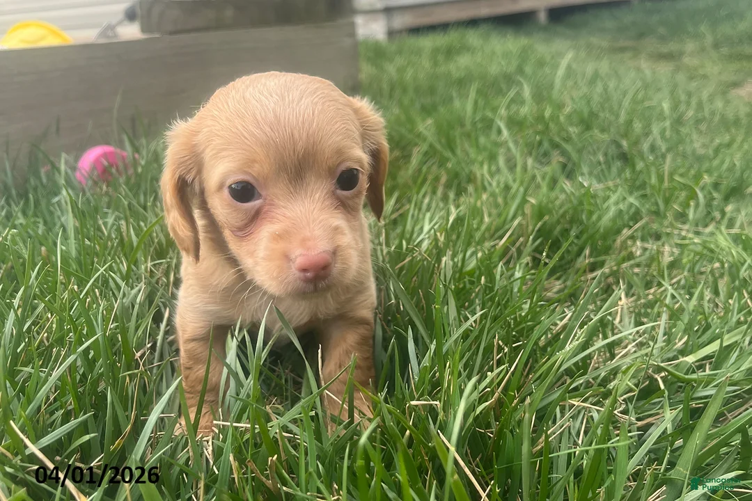 Miniature Dachshund dogs for sale: Mindy - Ad 4