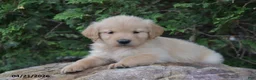 Golden Retriever dogs for sale: Nick  - Ad 2