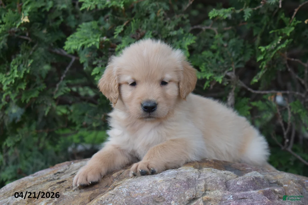 Golden Retriever dogs for sale: Nick  - Ad 2