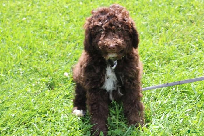 Mini Bernedoodle dogs Mini Bernedoodle 4 - Ad 1