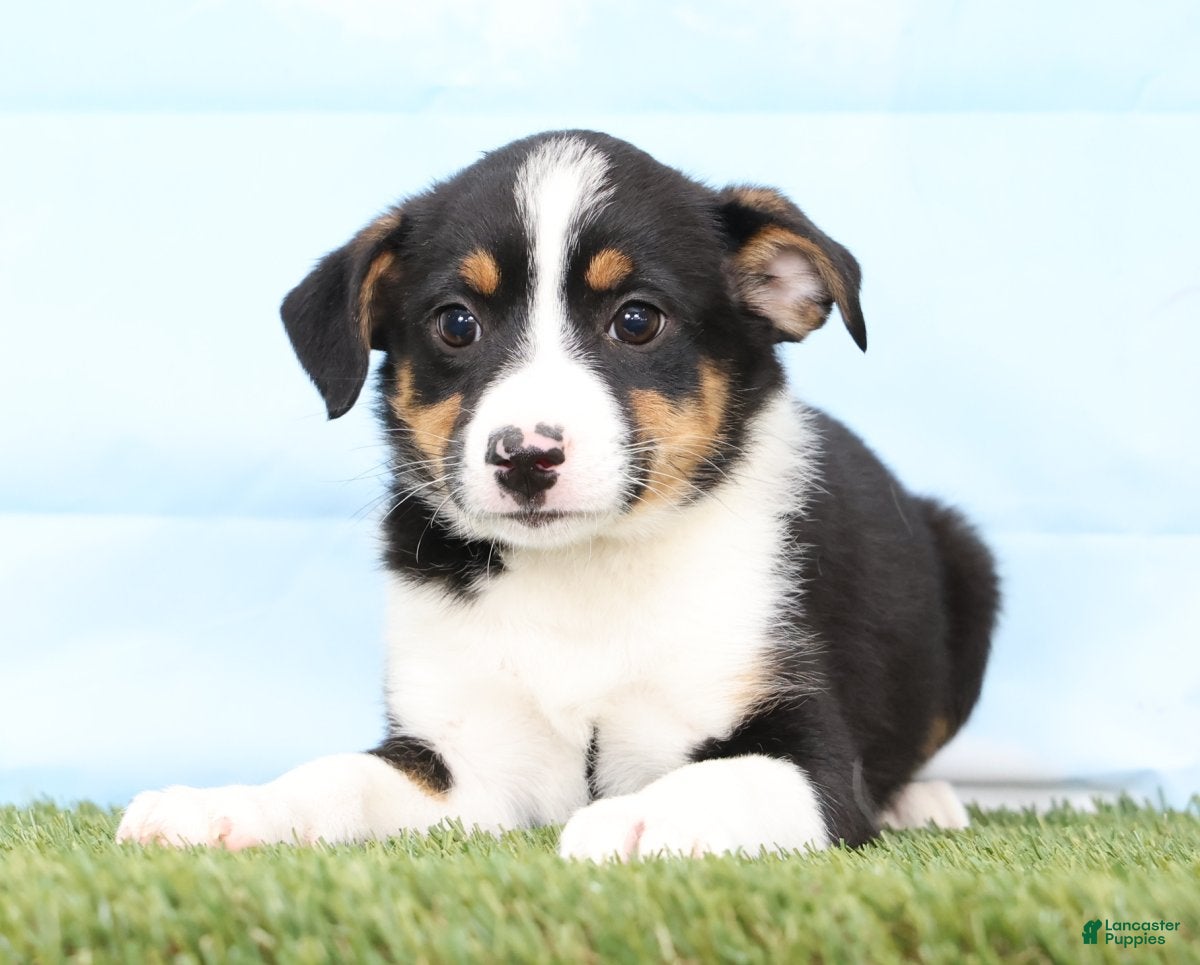 Mixed Breed dogs Beauty - Ad 2