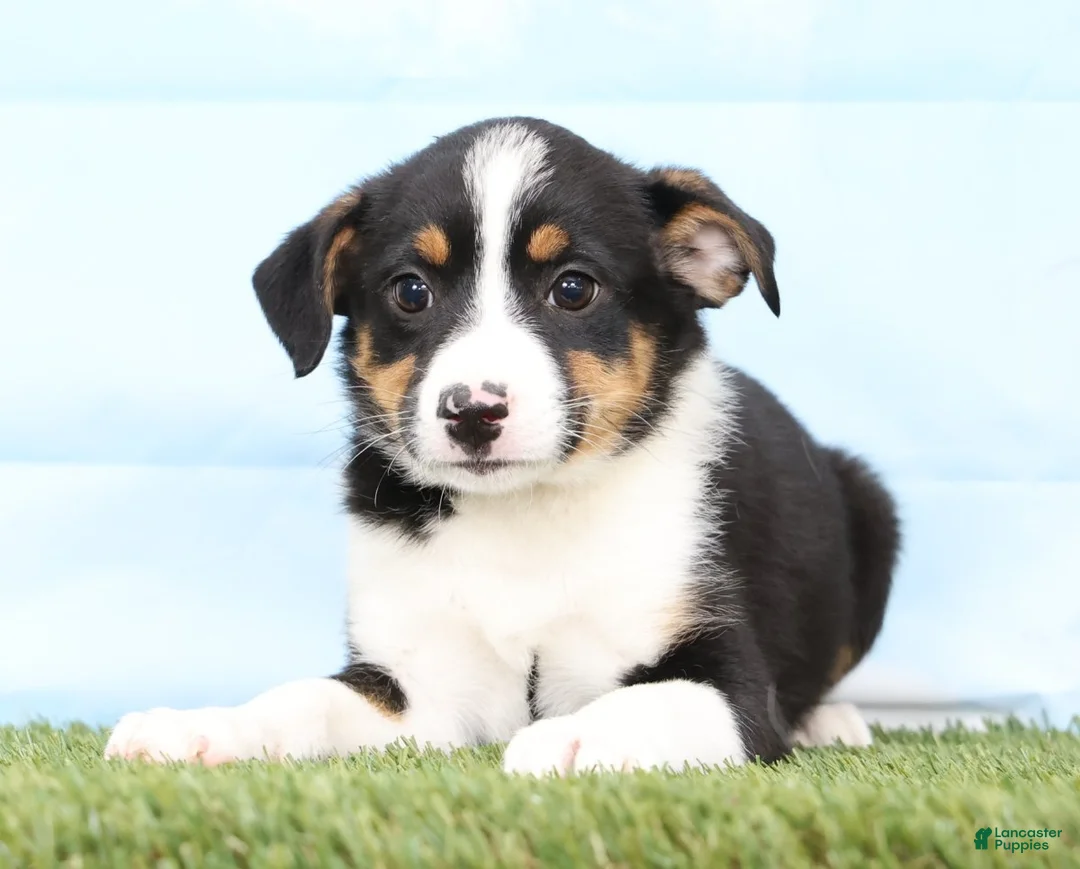 Mixed Breed dogs for sale: Beauty - Ad 2