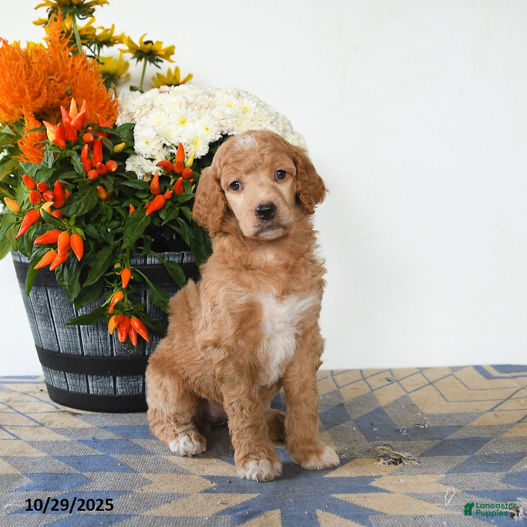 Standard Poodle dogs for sale: Tulip - Ad 2