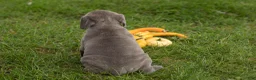 Cane Corso dogs for sale: Theo  - Ad 4