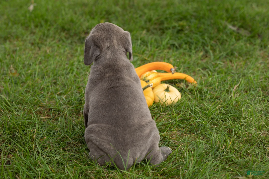 Cane Corso dogs for sale: Theo  - Ad 4