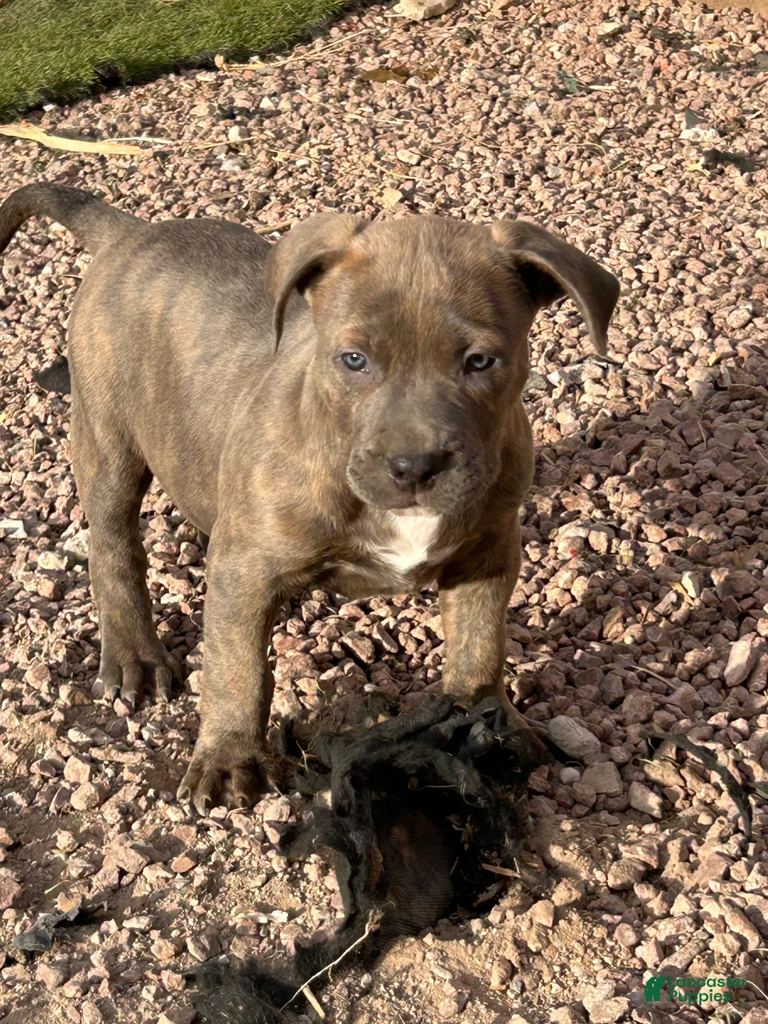 American Bully dogs for sale: American Bully Puppy 4 - Ad 2